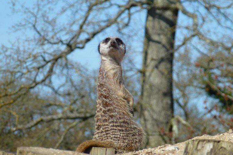 Meerkat at Longleat