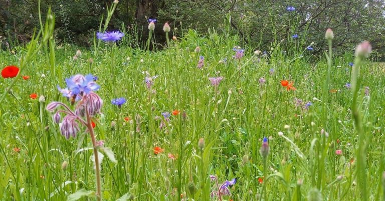 New wildflower meadow at Back of Beyond