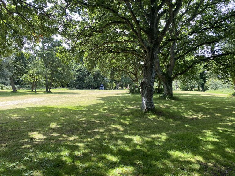 Emma's Glade