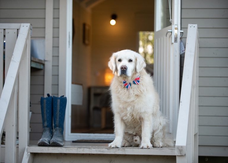 Dog sitting on porch of a glamping unit at Back of Beyond Touring, Camping & Glamping Park