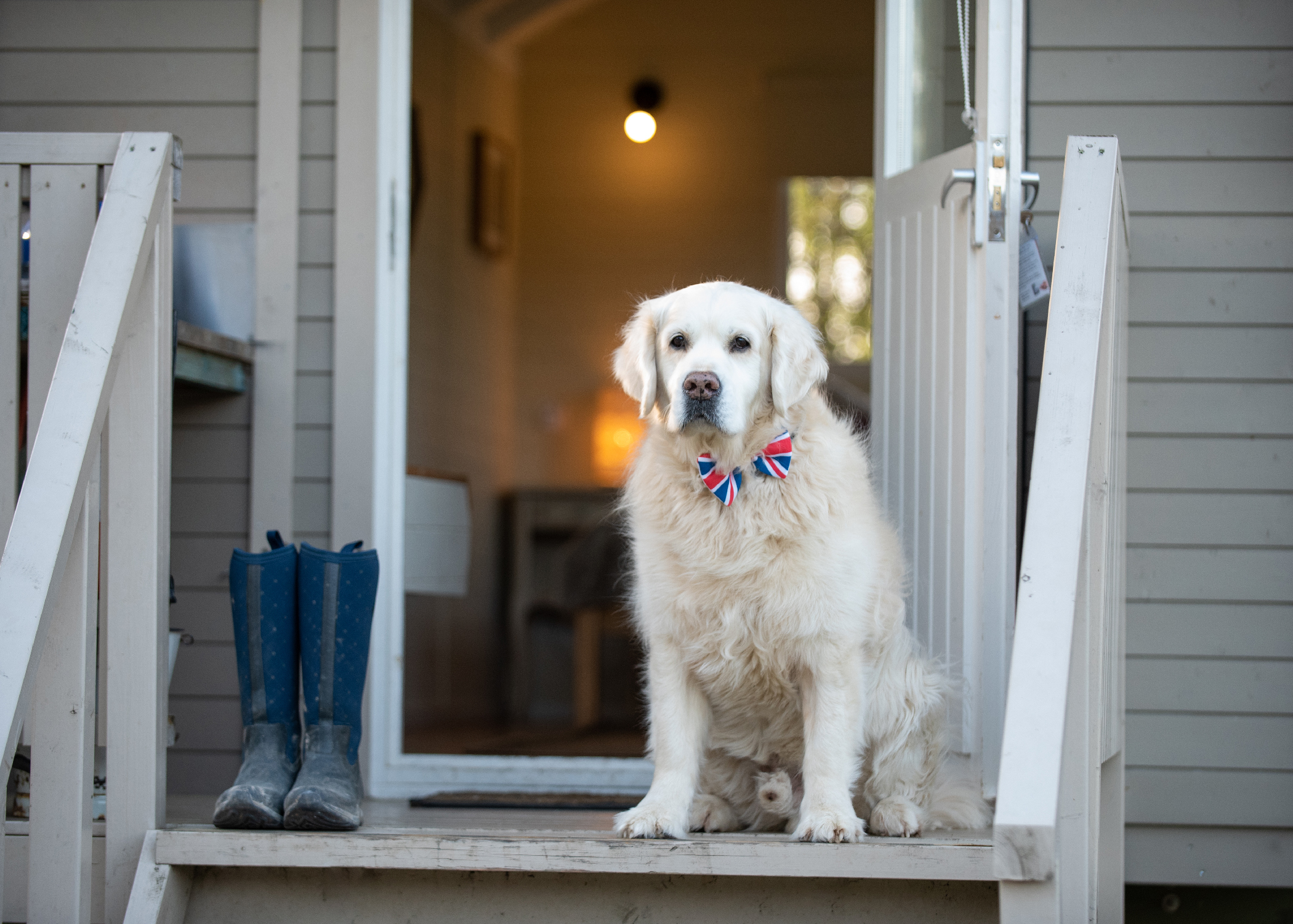 Dog sitting on porch of a glamping unit at Back of Beyond Touring, Camping & Glamping Park
