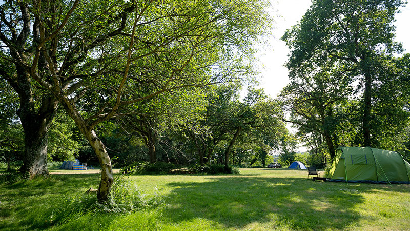 A selection of tents pitched at Emma's Glade, Back of Beyond