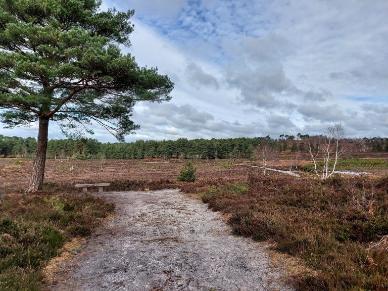 Heather and heathland at Avon Heath Country Park, Dorset