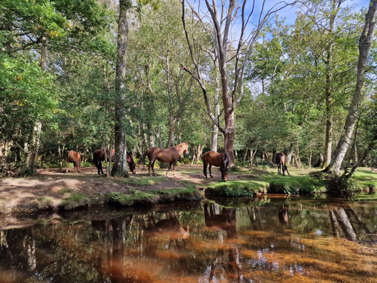 The New Forest National Park