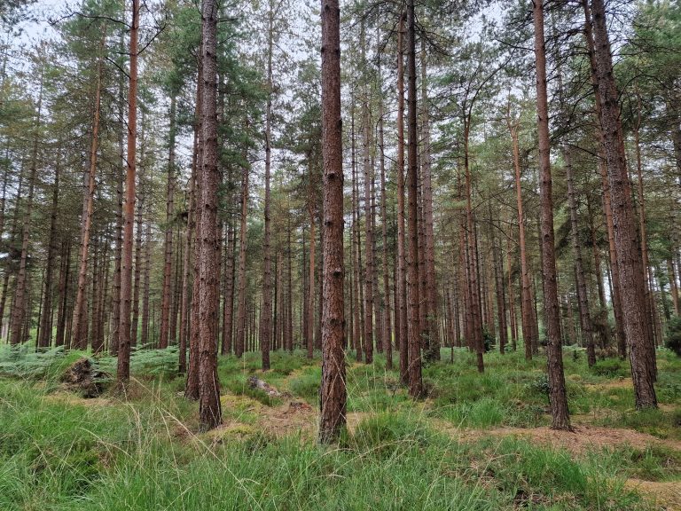 Trees at Moors Valley Country Park
