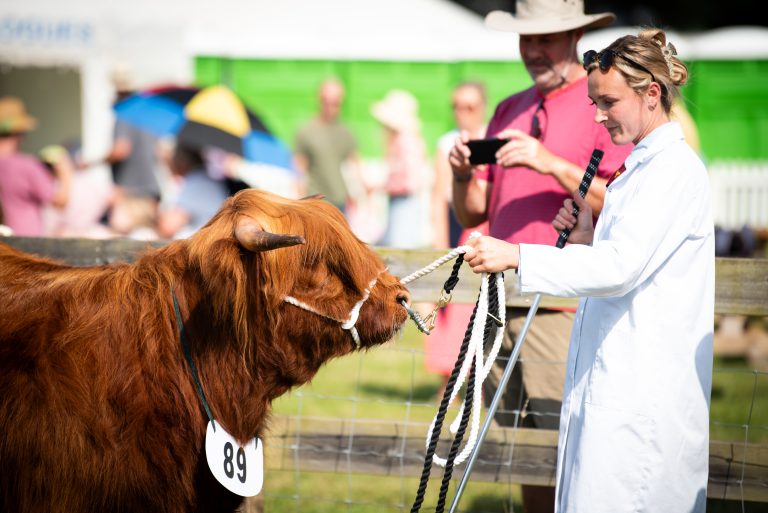 Cattle at the New Forest Show