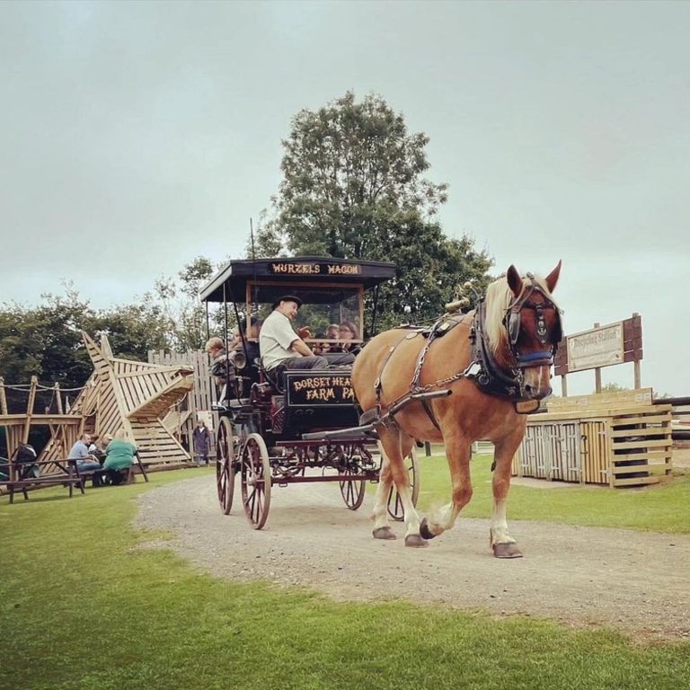 Dorset Heavy Horse Farm Park