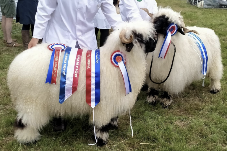Sheep at the Ellingham Show