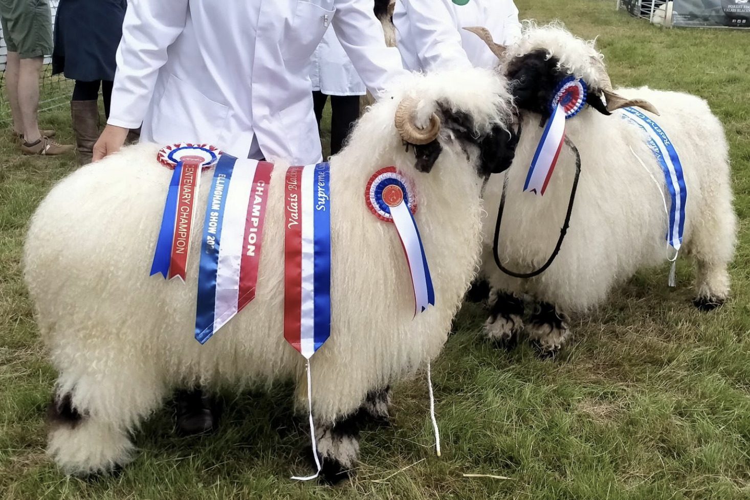 Sheep at the Ellingham Show
