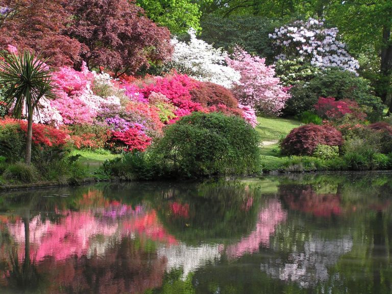 Azaleas in bloom at Exbury Gardens