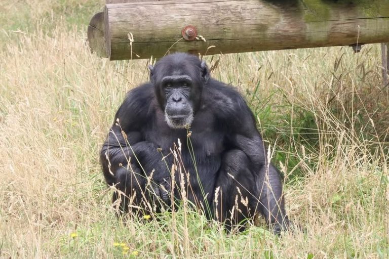 Monkey World