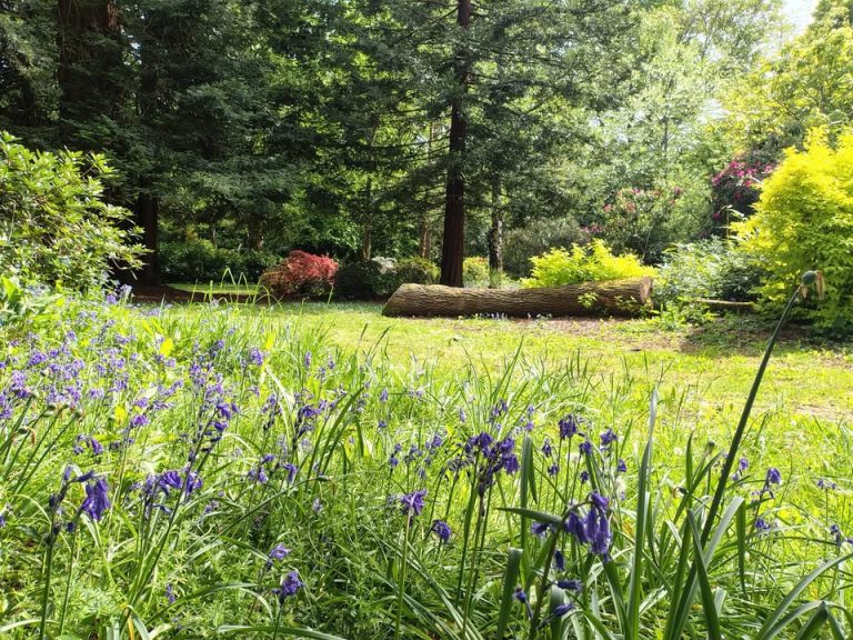 Upton Country Park