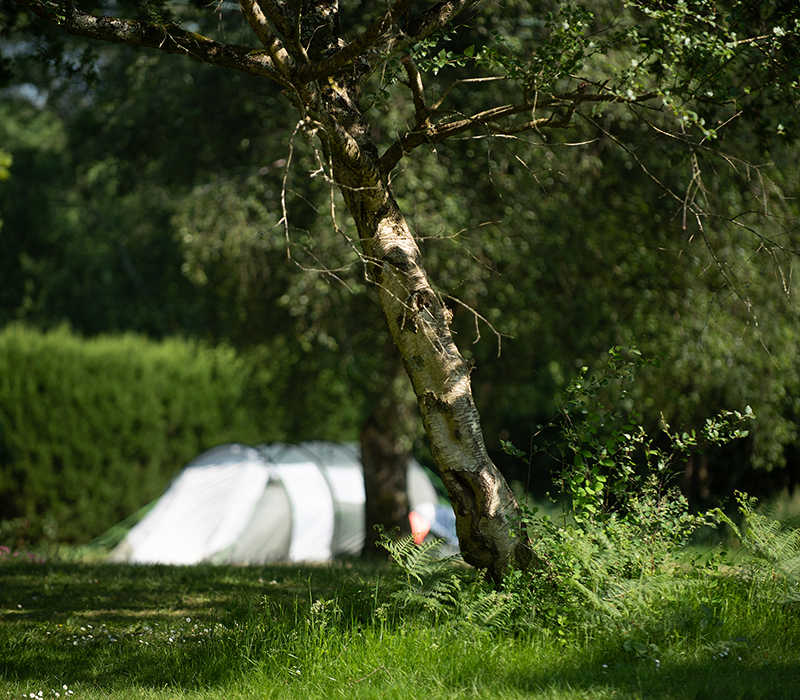 Tent pitched in Emma's Glade