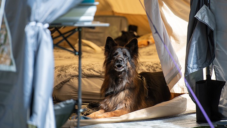 A dog in a tent at Back of Beyond Touring, Camping & Glamping Park