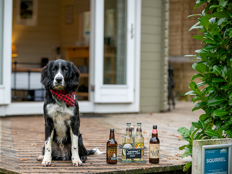 Dog sat outside Squirrel lodge on the decking area