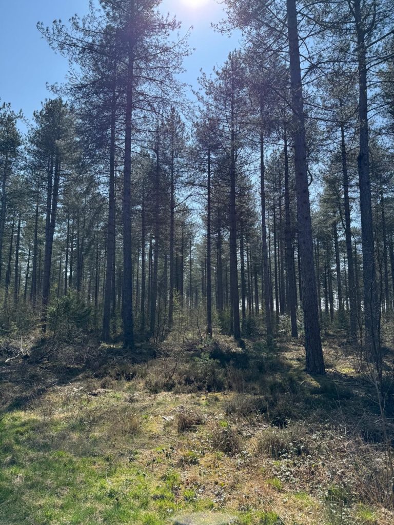Hurn Forest