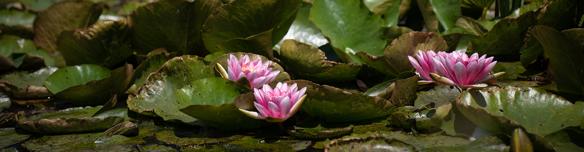 Lilies on the wildlife lake at Back of Beyond