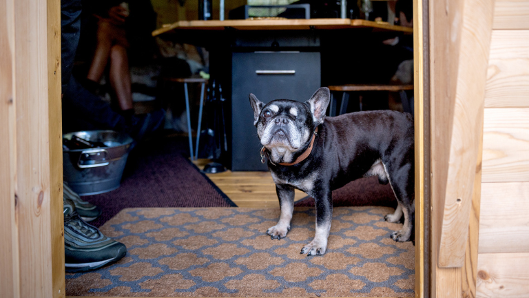 Pug looks out of The Hideaway