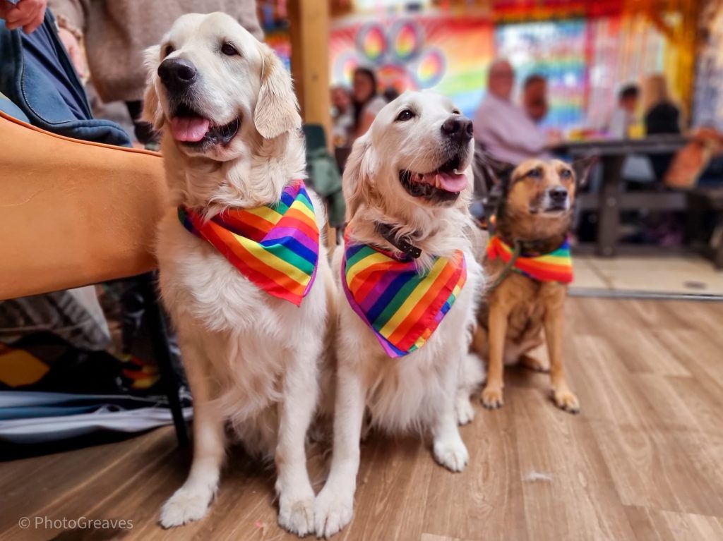 Three dogs sit in Monty's Bar wearing rainbow bandanas.